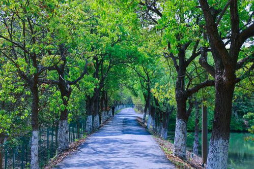 上海影視取景地又 上新 ,攝制服務機構(gòu)助力鄉(xiāng)村振興